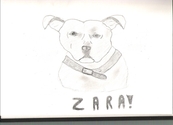 pencil sketch of staffordshire bull terrier