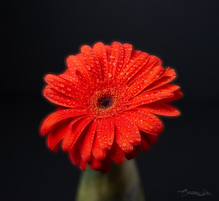 Soft Red
