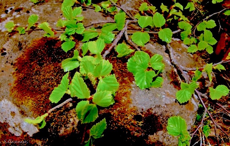 Brand new leafs on a stone !
