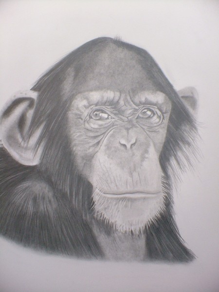 Chimp!