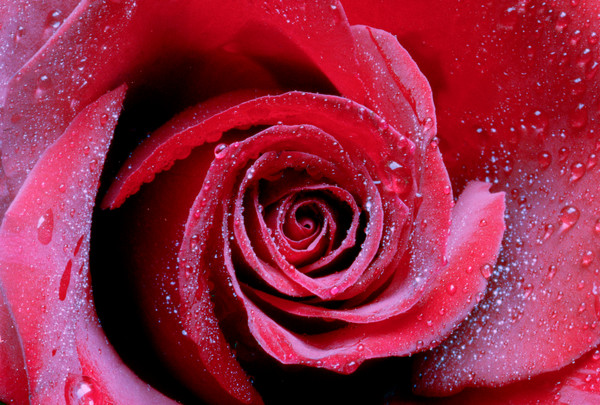 Red Rose 1
