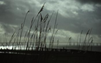 Grasses