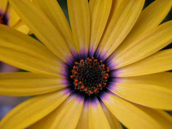 Daisy