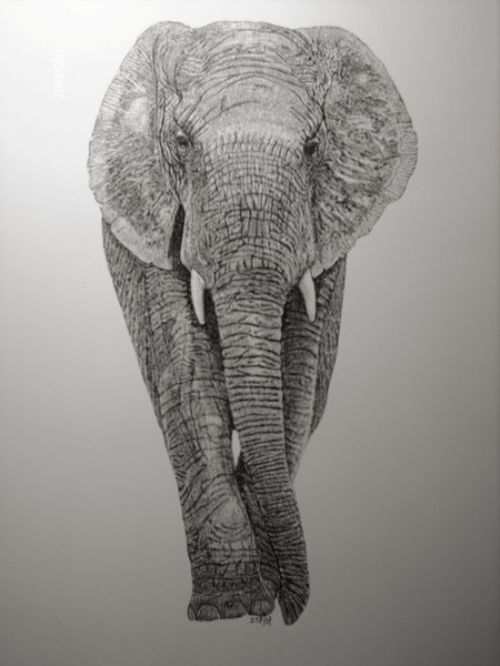 african elephant