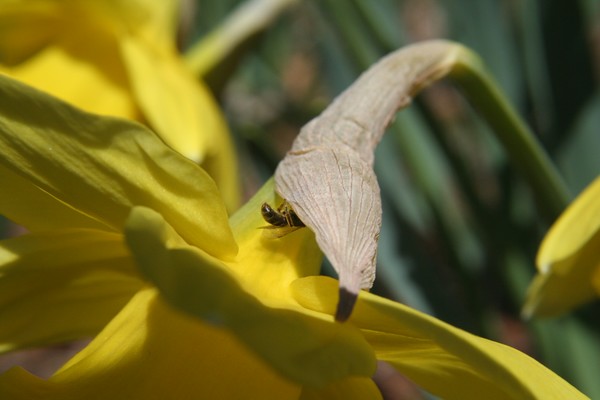 Bee