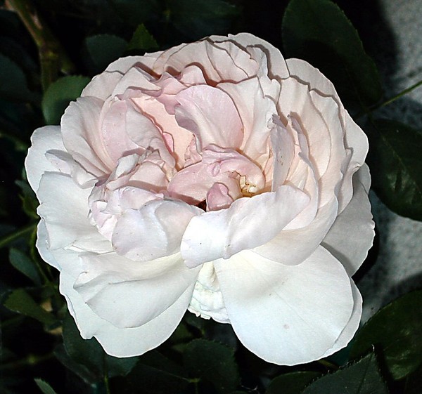 Dukes Rose 2