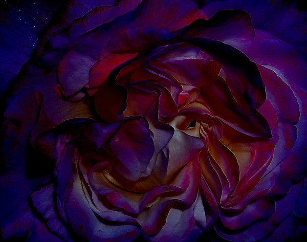 Rose of Night Tides