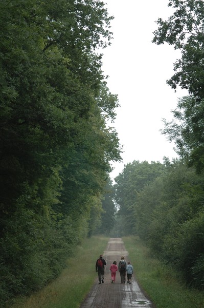 Walk on forest