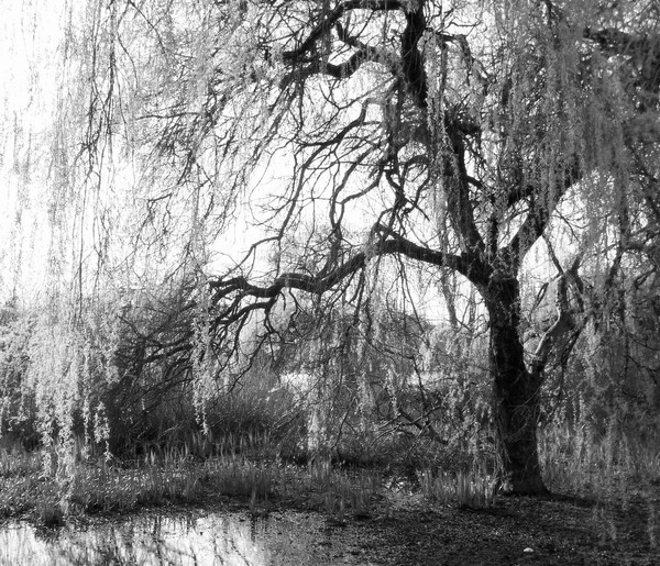 Tree of Pearls