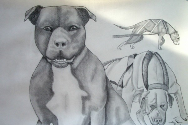 Bulldogs