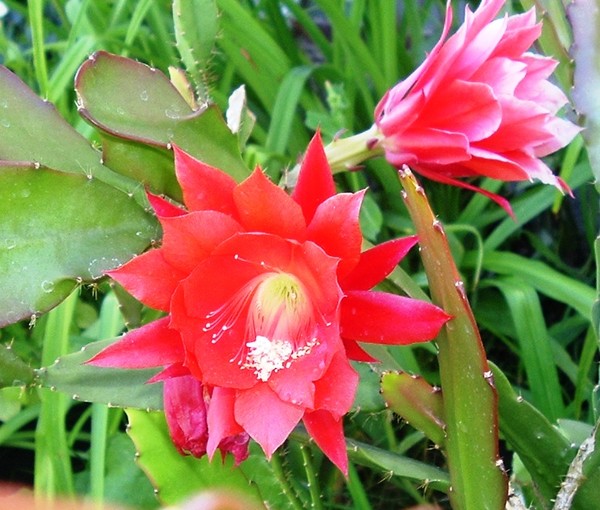 Cactus Flower