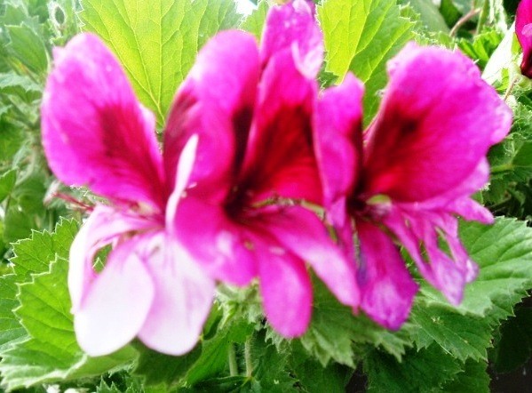 Geranium