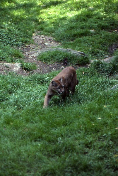 American Cougar