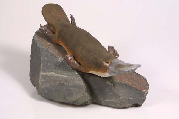 'Swoosh' (Platypus)