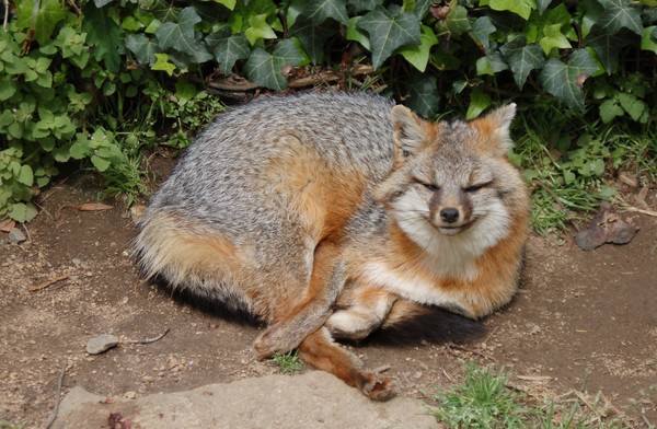 Wily as a Fox