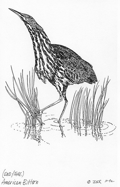 American Bittern