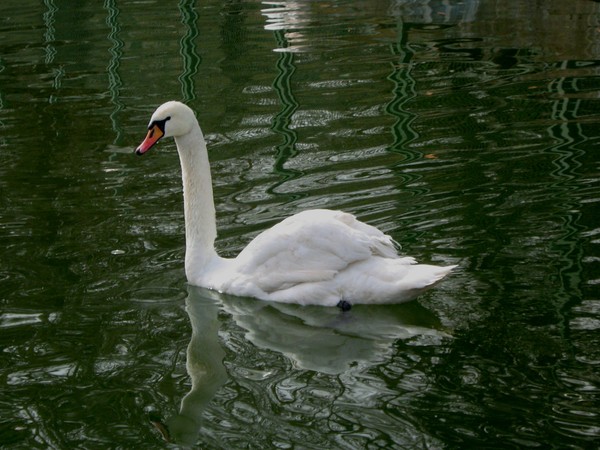 swan