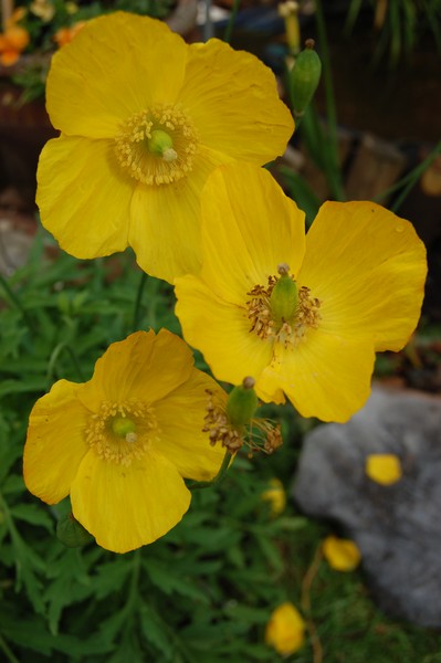 yellow poppy