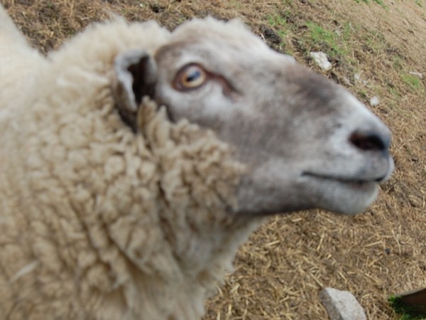 I've got my eye on ewe.