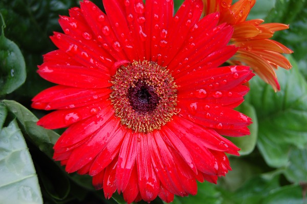Gerbera in the rain