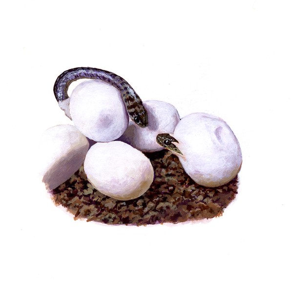 baby snakes