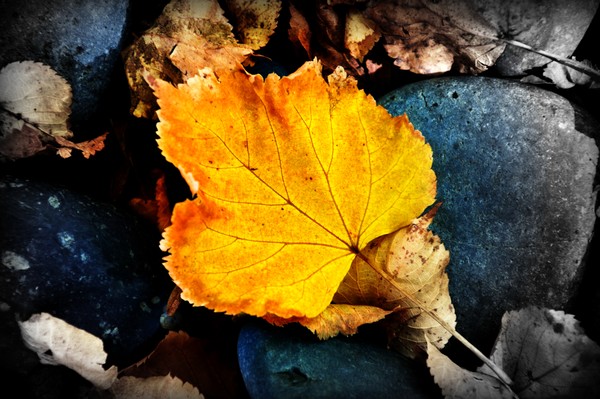 fallen