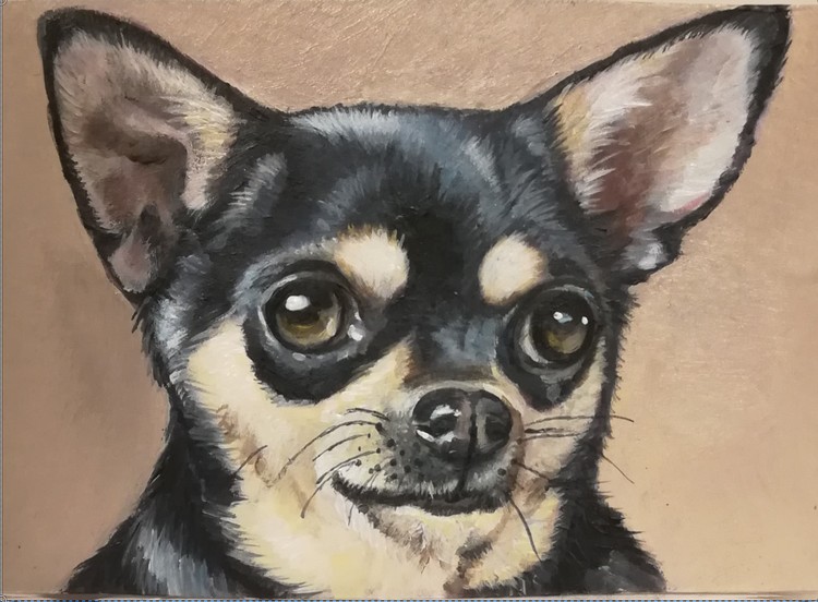 chihuahua