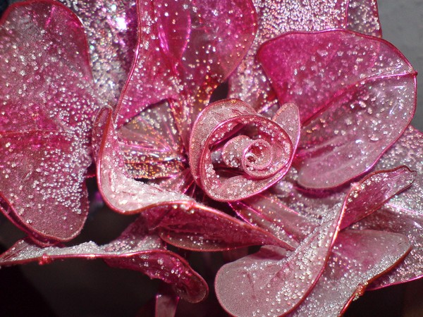 Dusty Sugar Rose