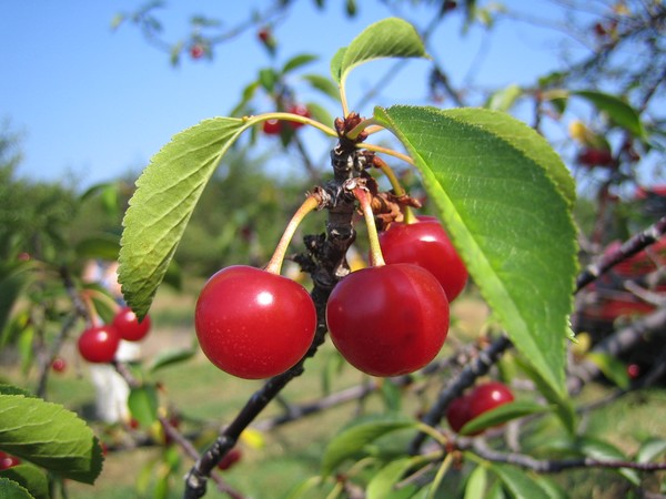 Cherries, up and close