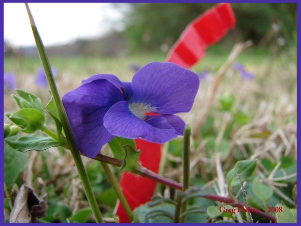 violets and red plastic