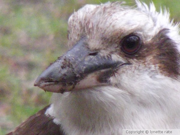 kookaburra