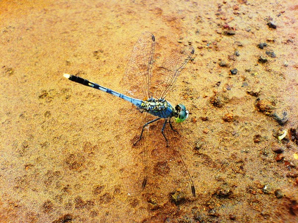 A Steady Fly - Dragonfly