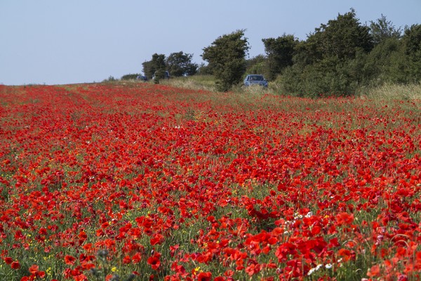poppies