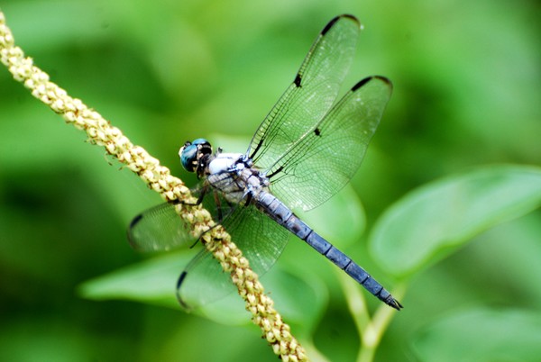 Dragon Fly