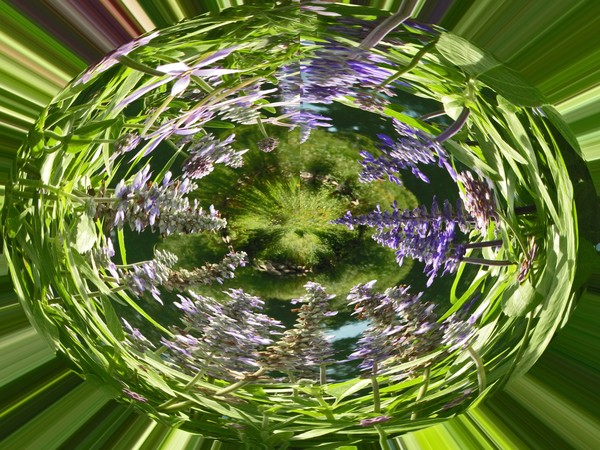 FLORAL ABSTRACT