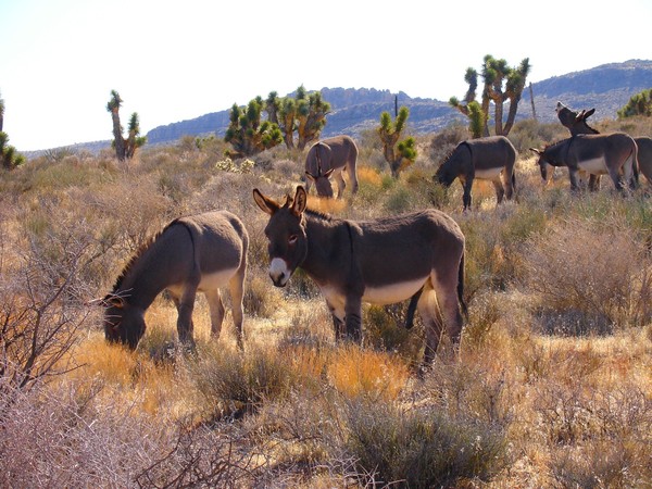 Wild Burros