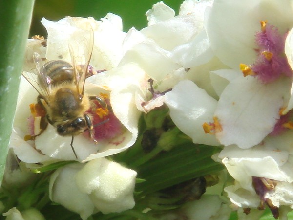 Spring Bee