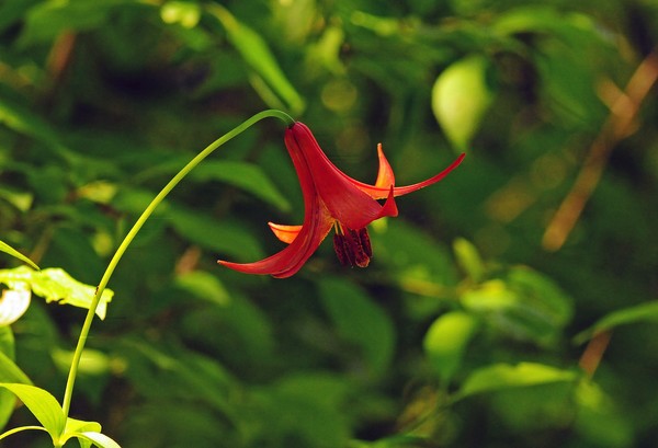 Canada Lily
