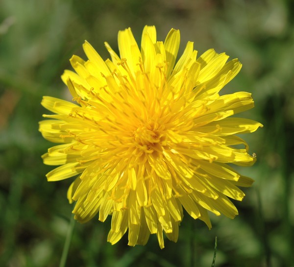  Comon Dandelion