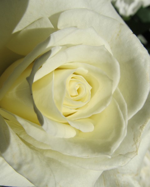 White Rose