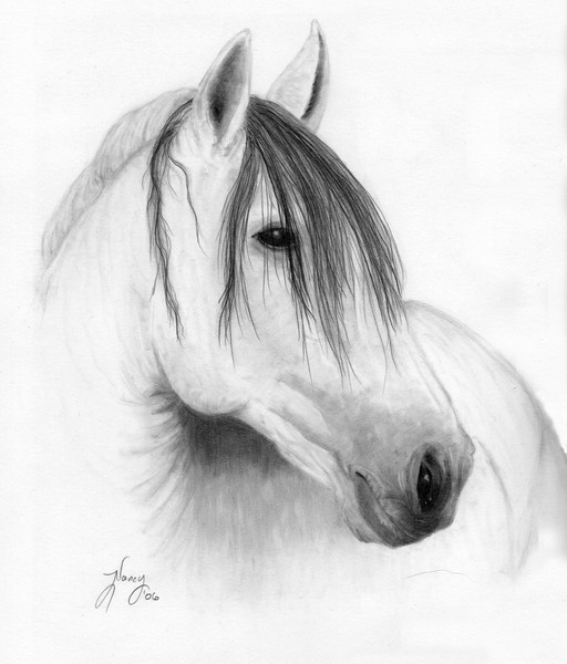 Horse Portrait