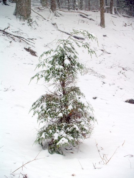 Lonely Little Tree