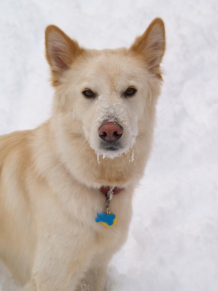Snow Dog