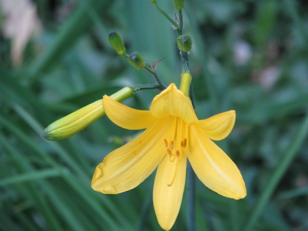 naturephoto-2008-yellow florals