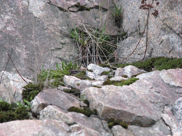 naturephoto -2008