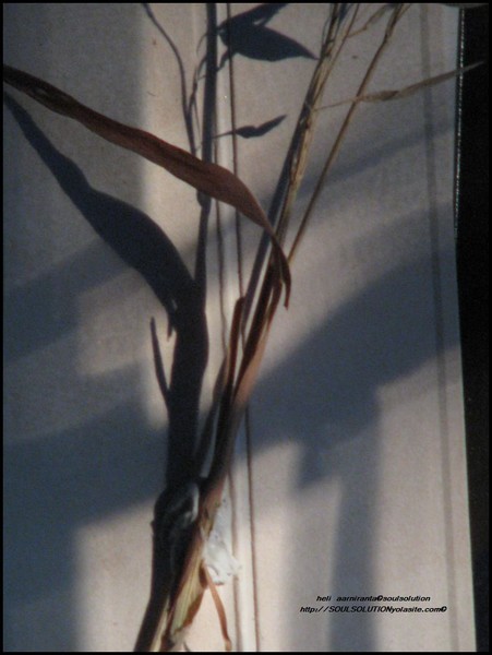 soulsolution series-collection 2009