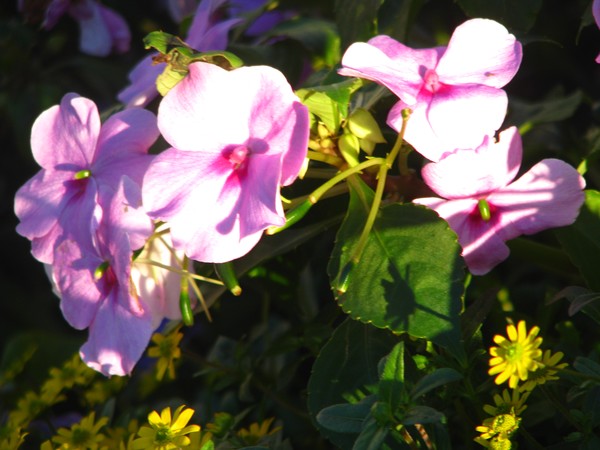 florals in light
