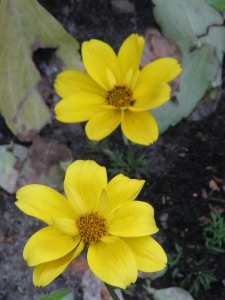 ..TWO OF A KIND...