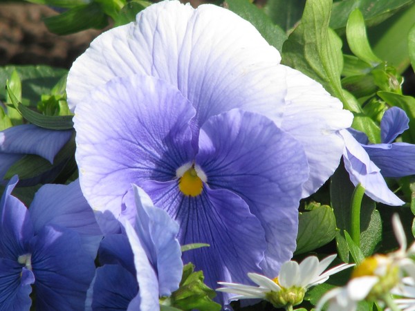 light blue..floras