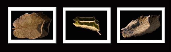 Frosty leaves